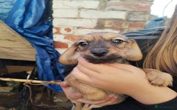 Mixed Breed dogs for sale: pups for sale - Image 2