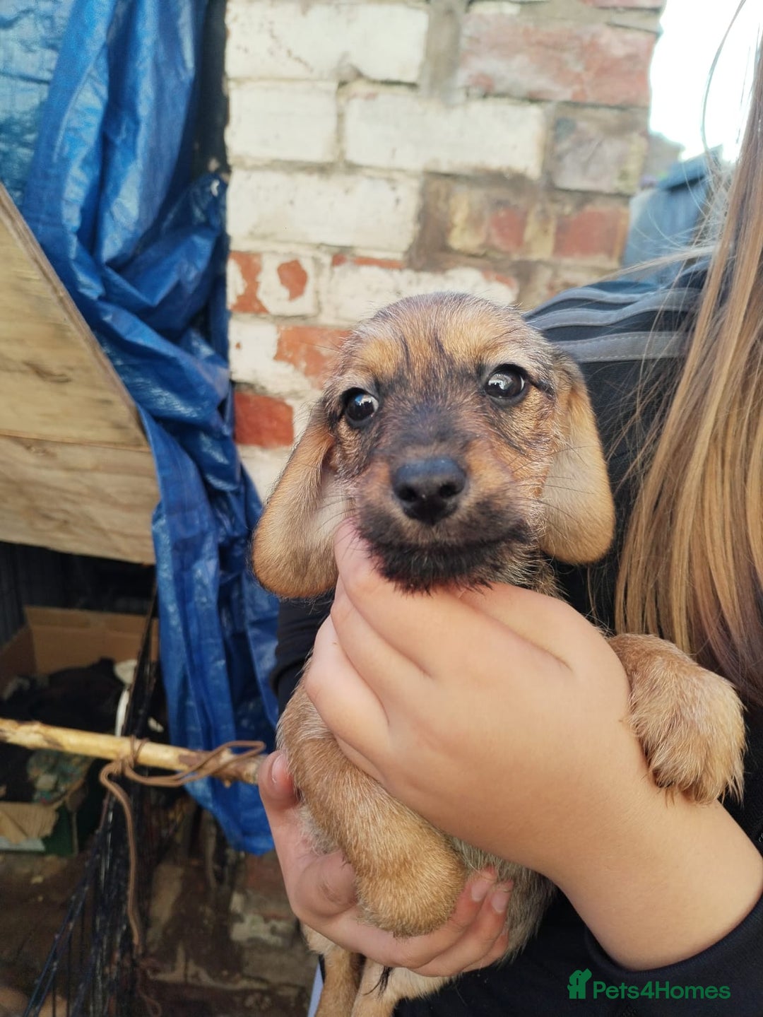 Mixed Breed dogs for sale: pups for sale - Image 2