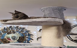 Maine Coon cats for sale: 🔥*Stunning Litter of 8💎Solid Blue Maine Coon*🔥  - Image 17