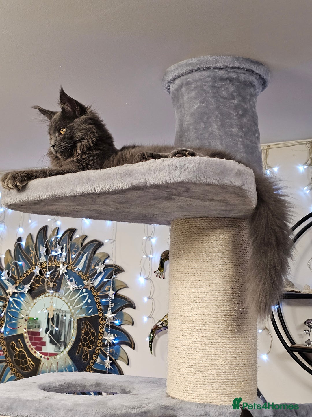 Maine Coon cats for sale: 🔥*Stunning Litter of 8💎Solid Blue Maine Coon*🔥  - Image 17