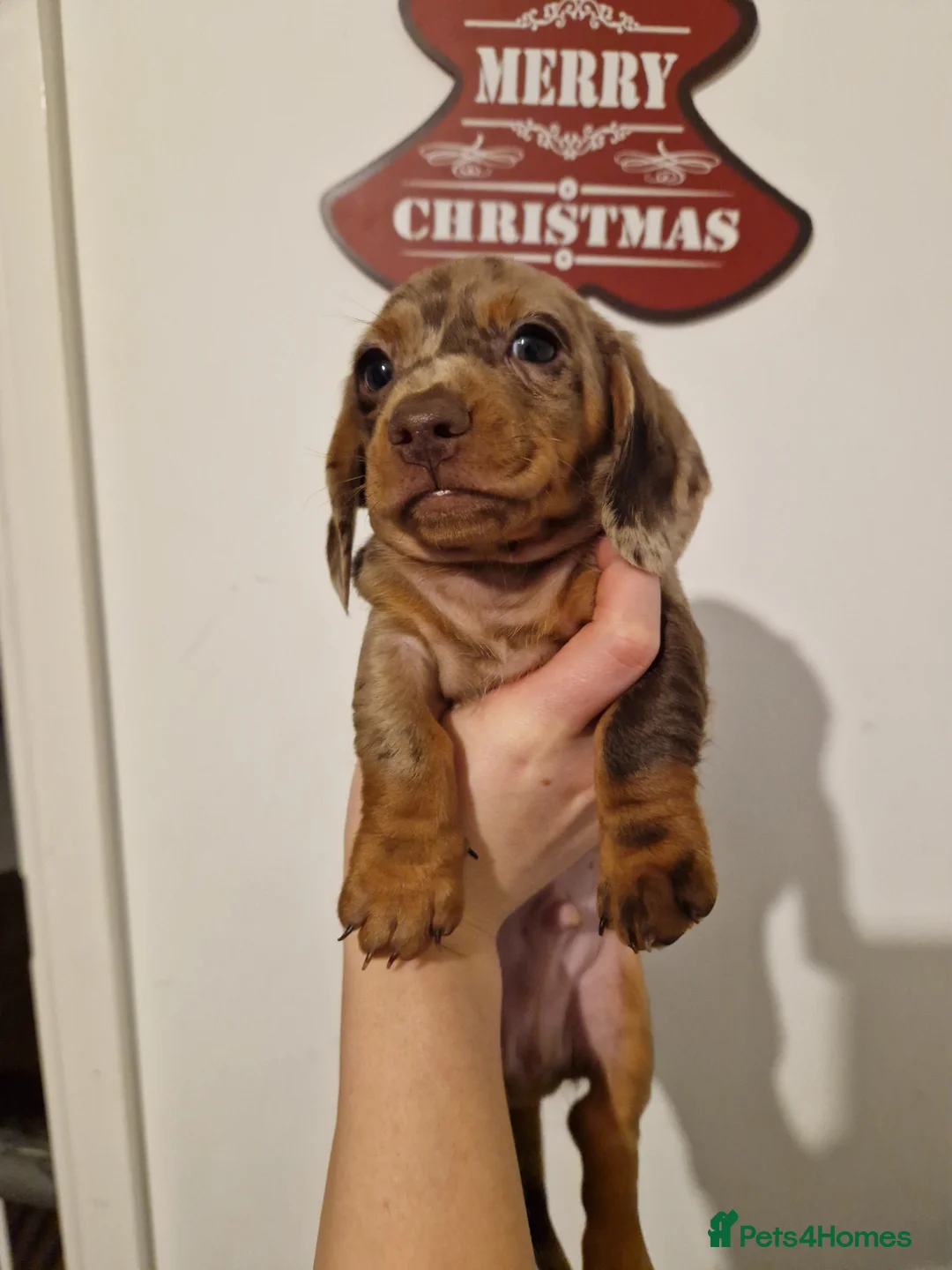 Miniature Dachshund dogs for sale: Beautiful Miniature Smooth Haired Dachshund  - Advert 6