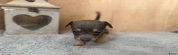 Jack Russell dogs for sale: Beautiful Jack Russell pups  - Advert 12