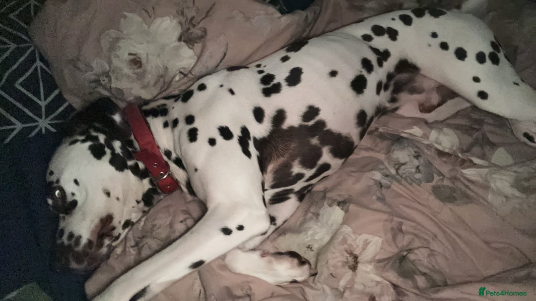 Dalmatian dogs for sale: Senior Dalmatian - Image 3