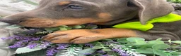 Dobermann dogs for sale: *KC REGISTERED* HEALTH TESTED DOBERMAN PUPPIES* - Advert 11