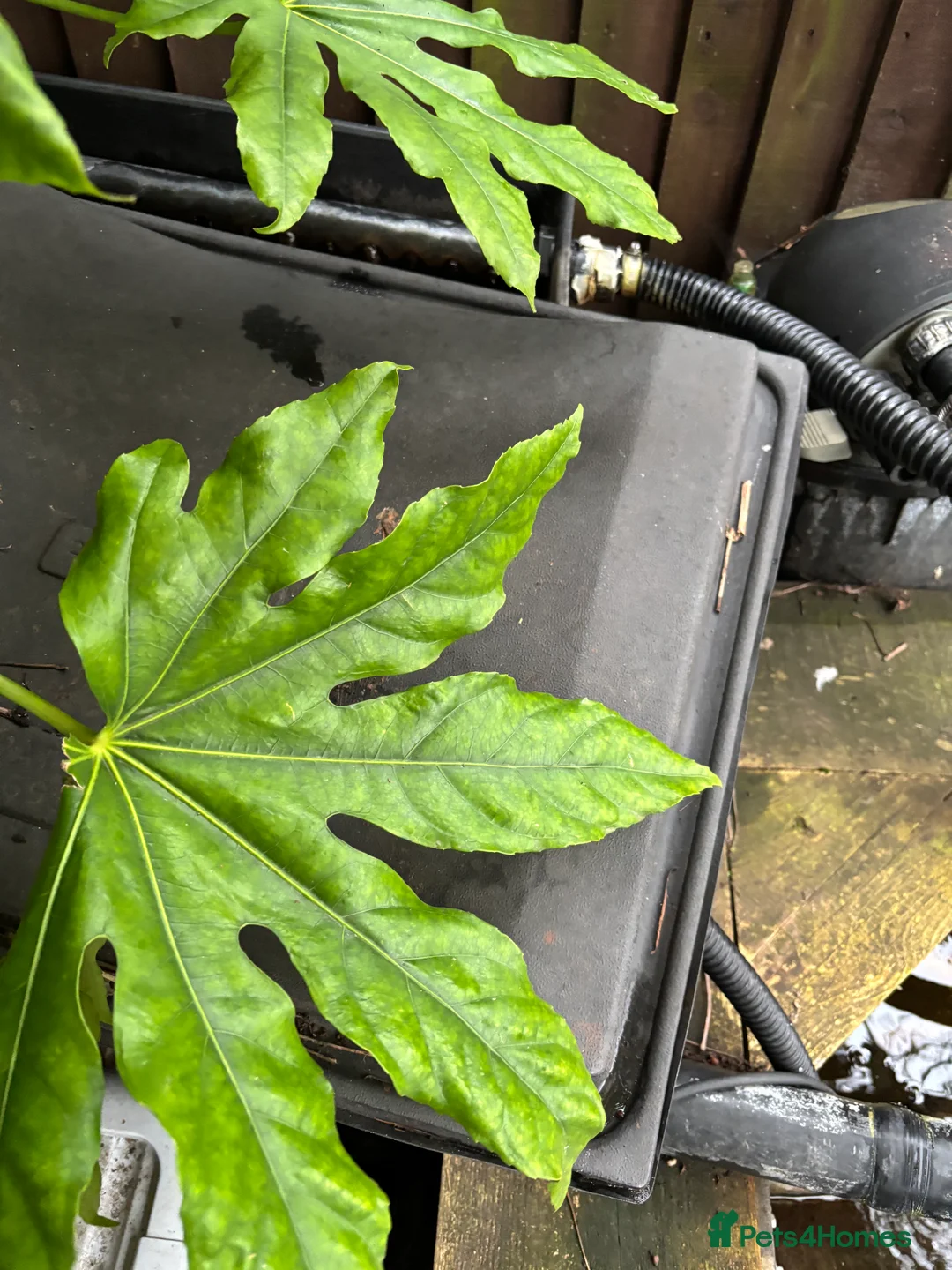 Koi Carp fish for sale: Koi carp - Advert 1