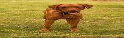 Labrador Retriever dogs for sale: KC Stunning Dark Fox Red Labrador Puppies - Advert 12