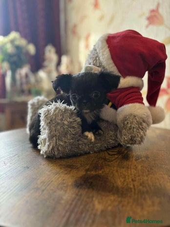 Chihuahua dogs - Advert 15