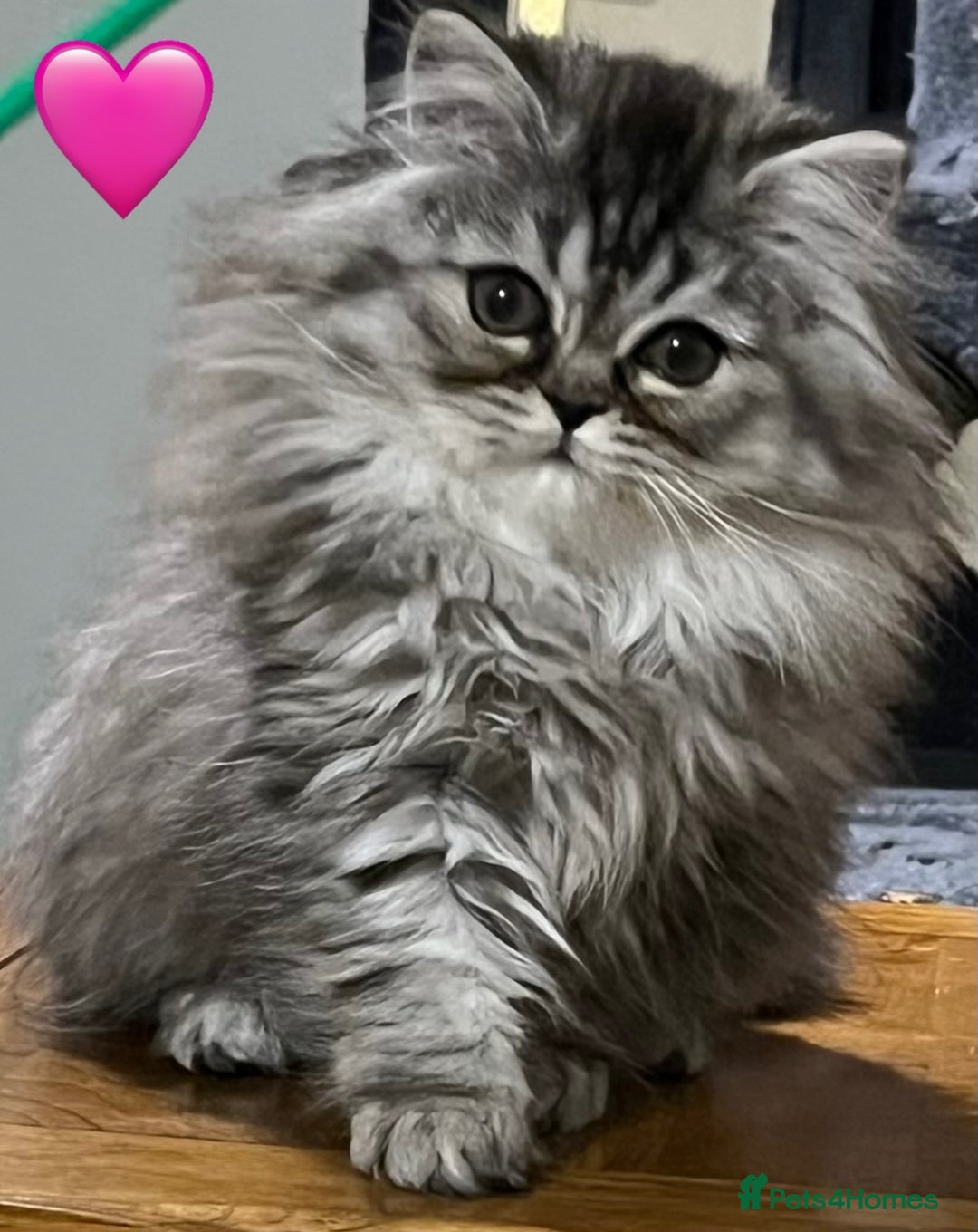 British Longhair cats for sale: 3 Adorable British Longhair x Persian Kittens  - Image 13