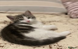 Khao Manee cats for sale: Last beautiful male is ready for new home  - Image 8