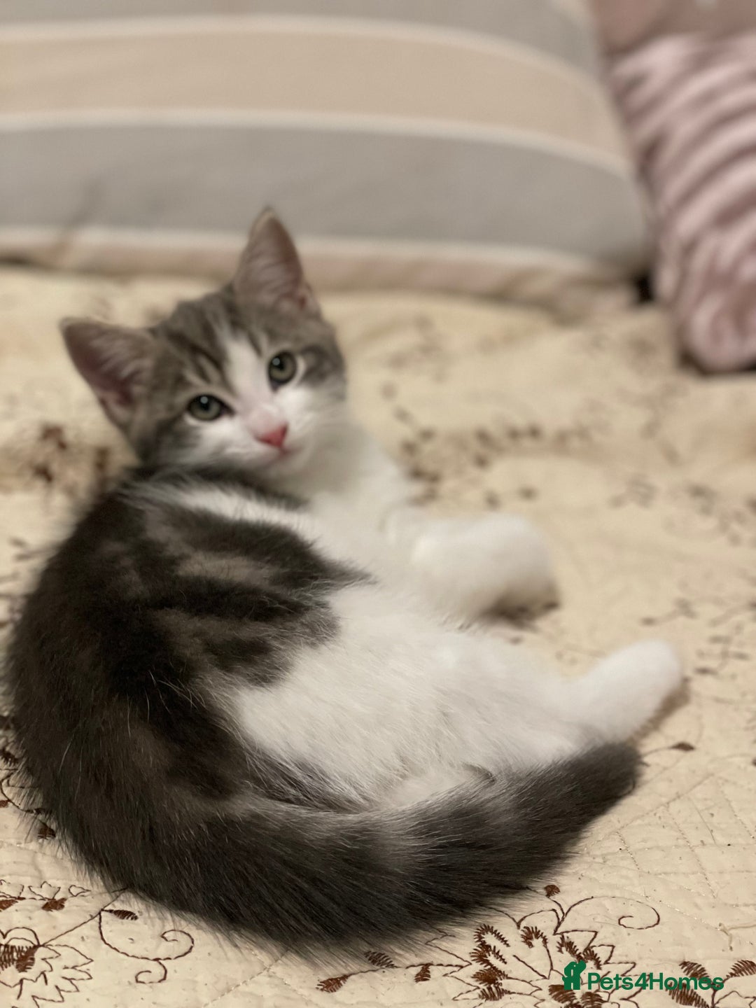 Khao Manee cats for sale: Last beautiful male is ready for new home  - Image 8