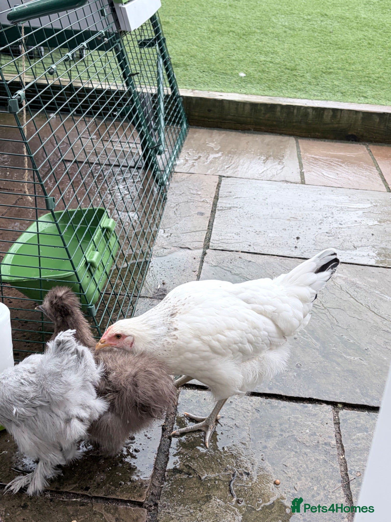 Chickens poultry Hens for rehoming - Advert 13