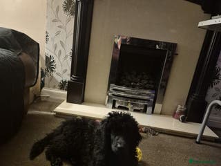 Standard Poodle dogs outstanding litter of standard poodle pups - Advert 2