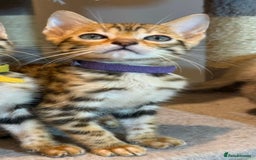 Bengal cats for sale: Exquisite TICA Registered gold&snow BengalKittens  - Image 16