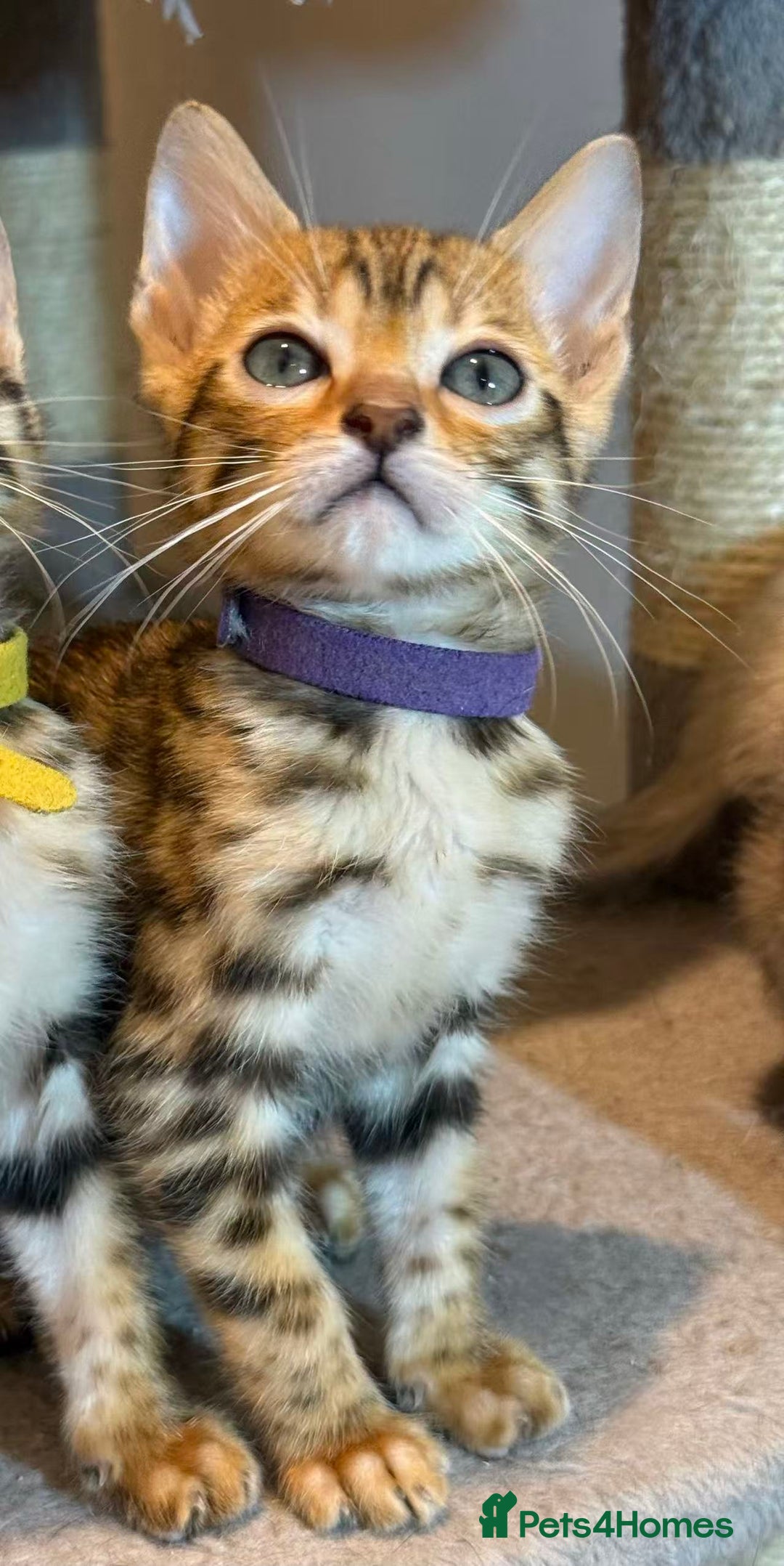 Bengal cats for sale: Exquisite TICA Registered gold&snow BengalKittens  - Image 16