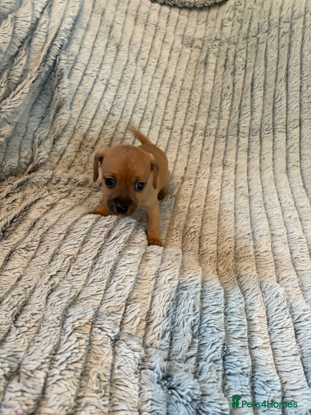 Jack Russell dogs for sale: Jack Russell puppies for sale - Advert 11