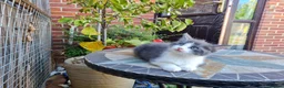 Mixed Breed cats for sale: Beautiful Plush, Fluffy Kittens - RAGBRITS CROSS - Advert 4