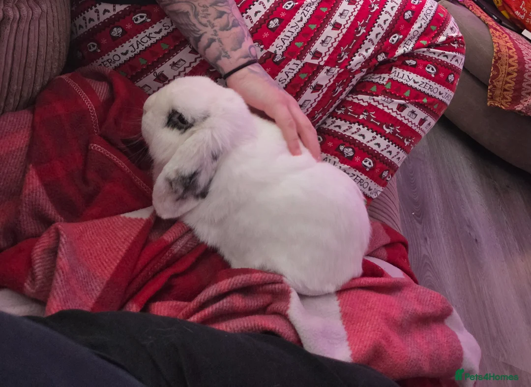 English Lop rabbits for sale: Thumper  in Wigan - Advert 1