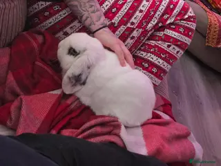 English Lop rabbits Thumper in Wigan - Advert 3