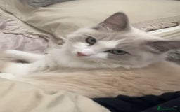 Ragdoll cats for sale: GCCF Active Blue Mitted Stud male for sale - Image 27
