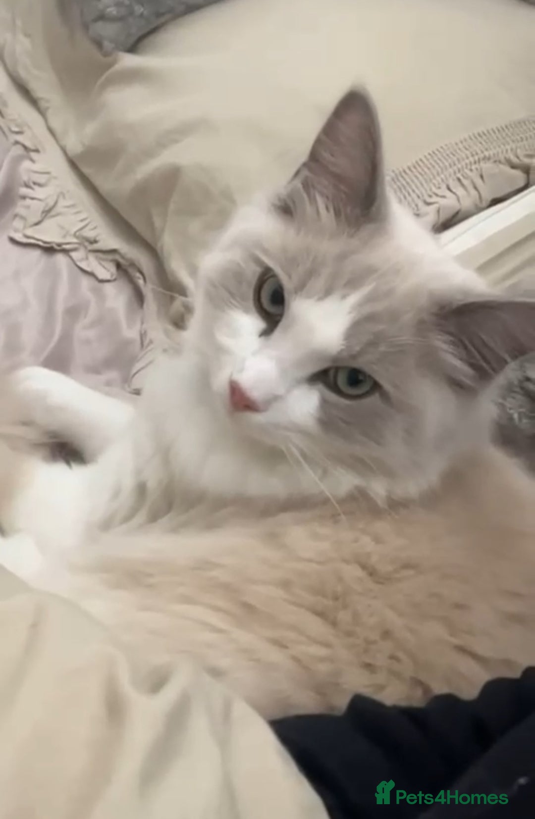 Ragdoll cats for sale: GCCF Active Blue Mitted Stud male for sale - Image 27