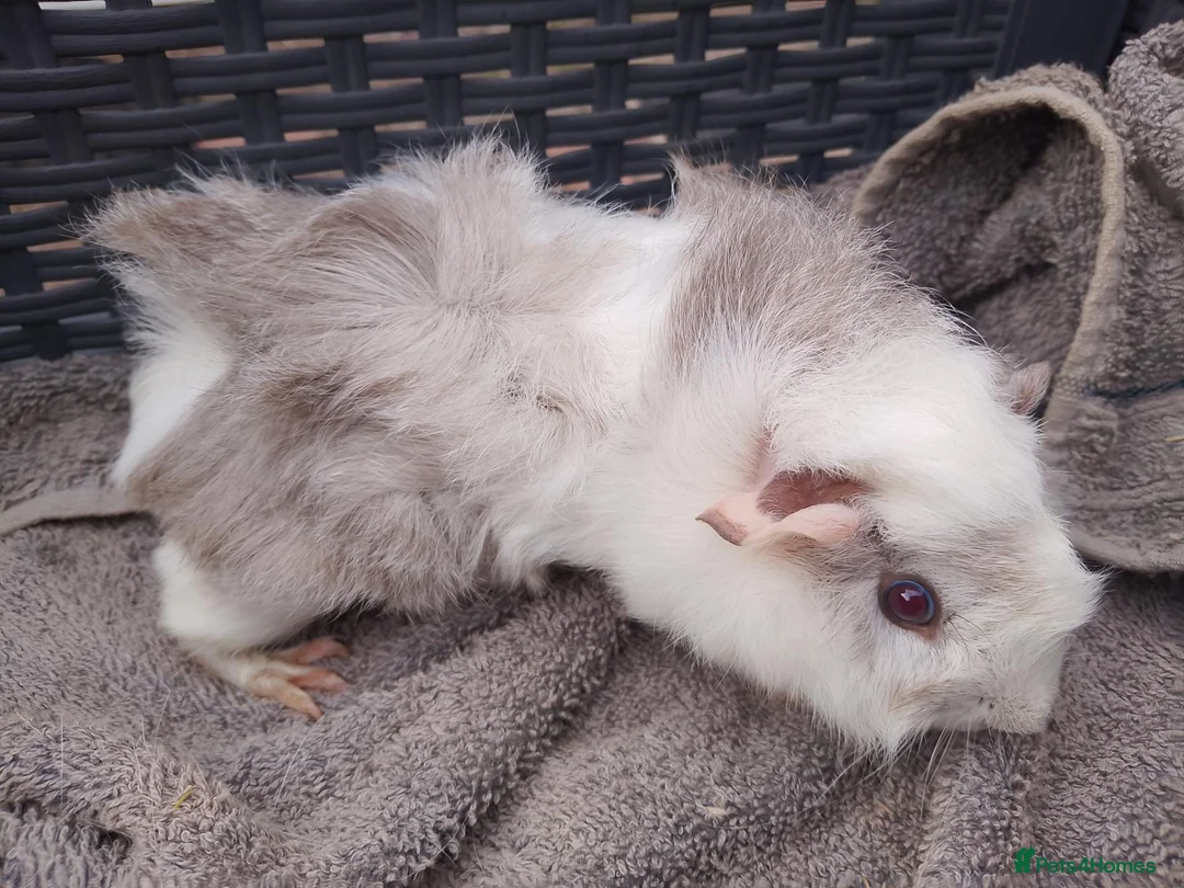 Guinea Pig rodents for sale: Baby & Adults sows available  - Advert 2