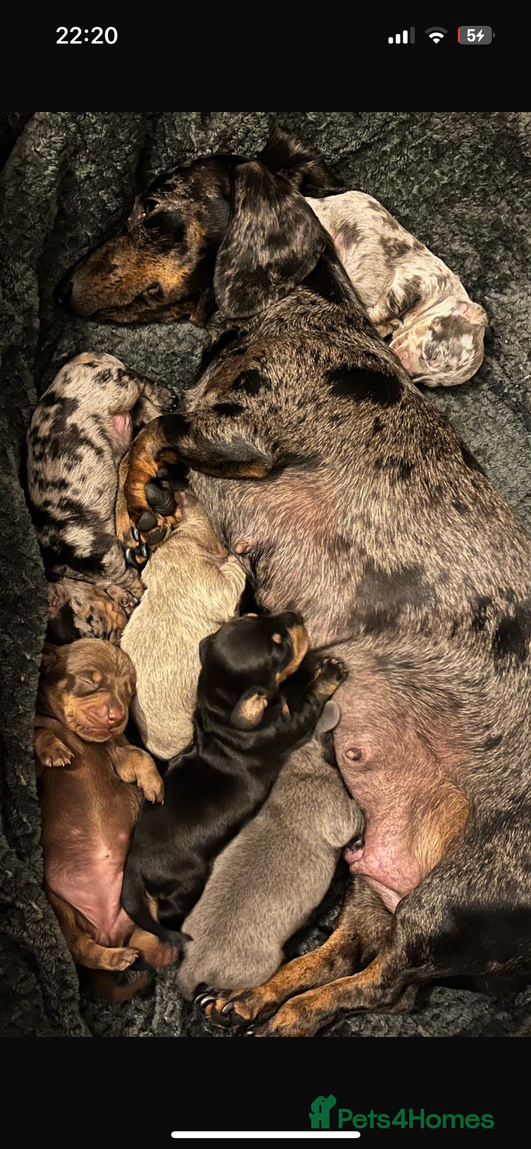 Miniature Dachshund dogs for sale: Miniature Dachshunds  - Image 13