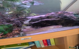 Loaches fish for sale: Fully Grown Weather loach - Image 2