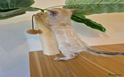 Bengal cats for sale: ONE LEFT! TICA F6 CLOUDED Rosetted bengal kittens  - Image 3
