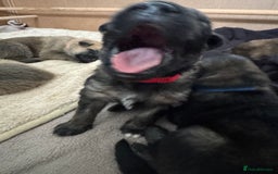 Mixed Breed dogs for sale: Beautiful Inca & handsome Nanuq PUPDATE x2  - Image 35