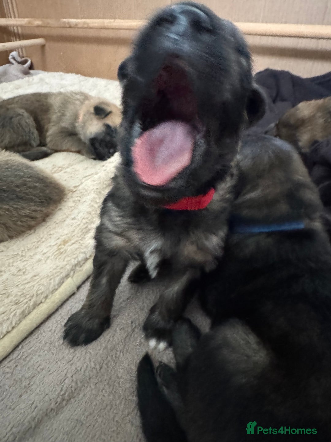 Mixed Breed dogs for sale: Beautiful Inca & handsome Nanuq PUPDATE x2  - Image 35