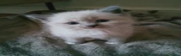 Ragdoll cats for sale: 3 beautiful blue mitted ragdoll BSH kittens  - Advert 14