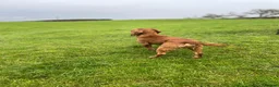 Cocker Spaniel dogs for stud: Exceptional Working Cocker Spaniel Stud Dog - Advert 2