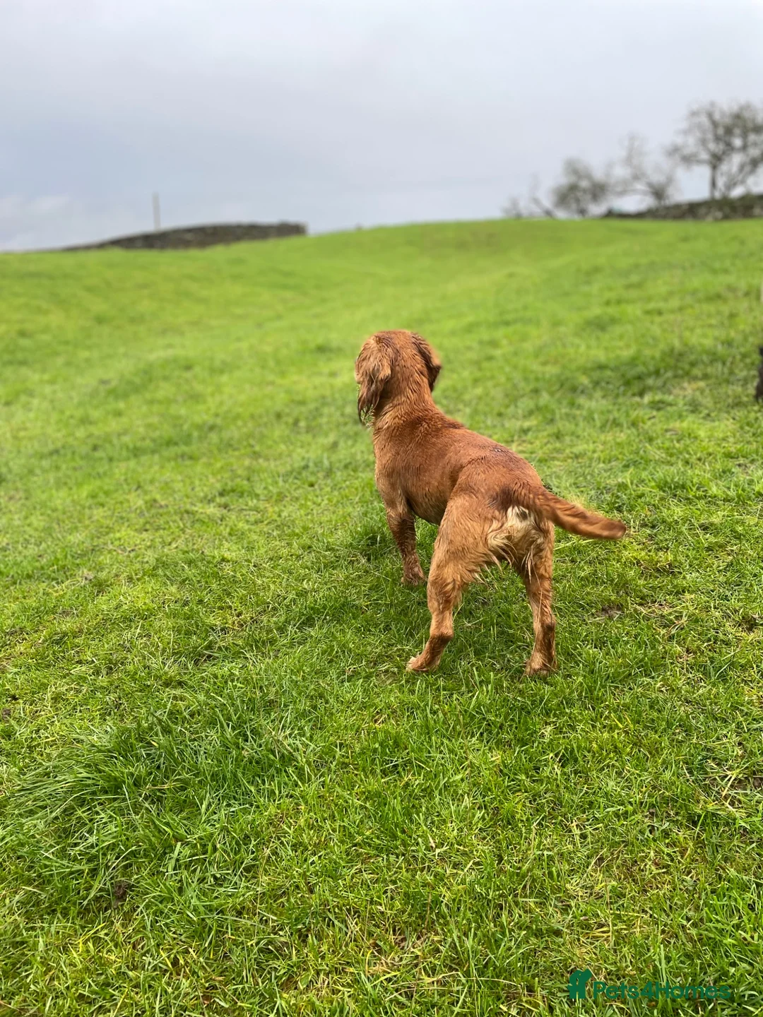 Cocker Spaniel dogs for stud: Exceptional Working Cocker Spaniel Stud Dog - Advert 2