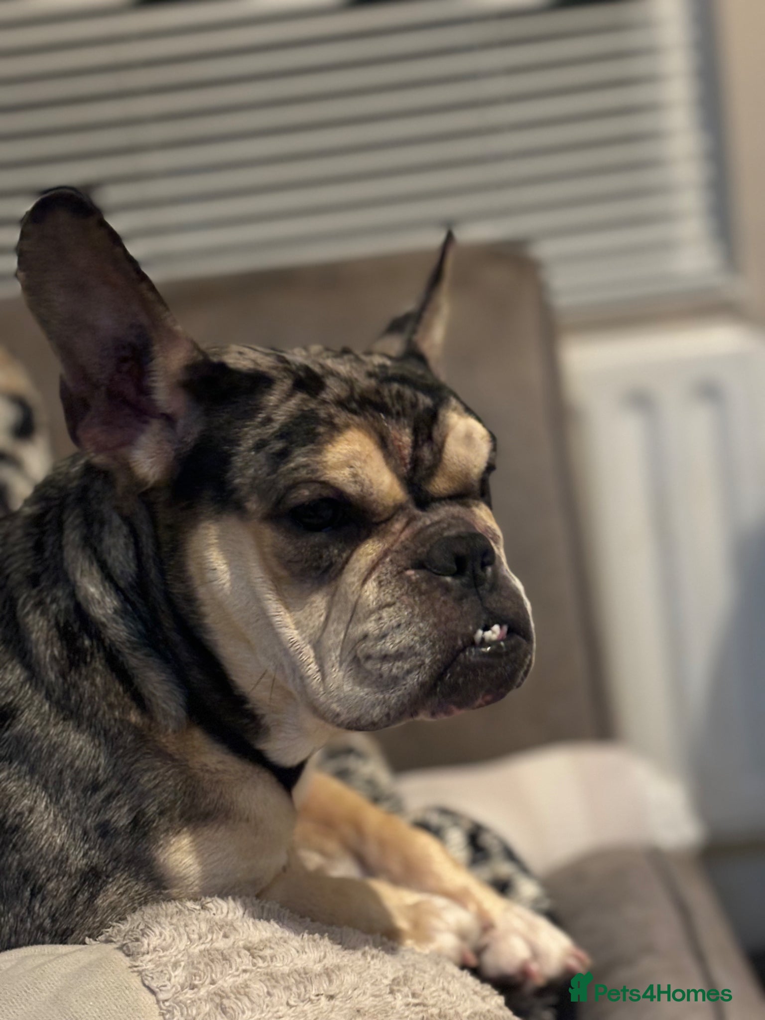 Mixed Breed dogs for sale: French bulldog cross  - Advert 9