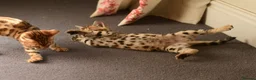 Bengal cats for sale: Registered pedigree bengal kittens - Advert 6