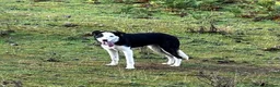 Border Collie dogs for sale: 8 month old Border Collie Male - Advert 5