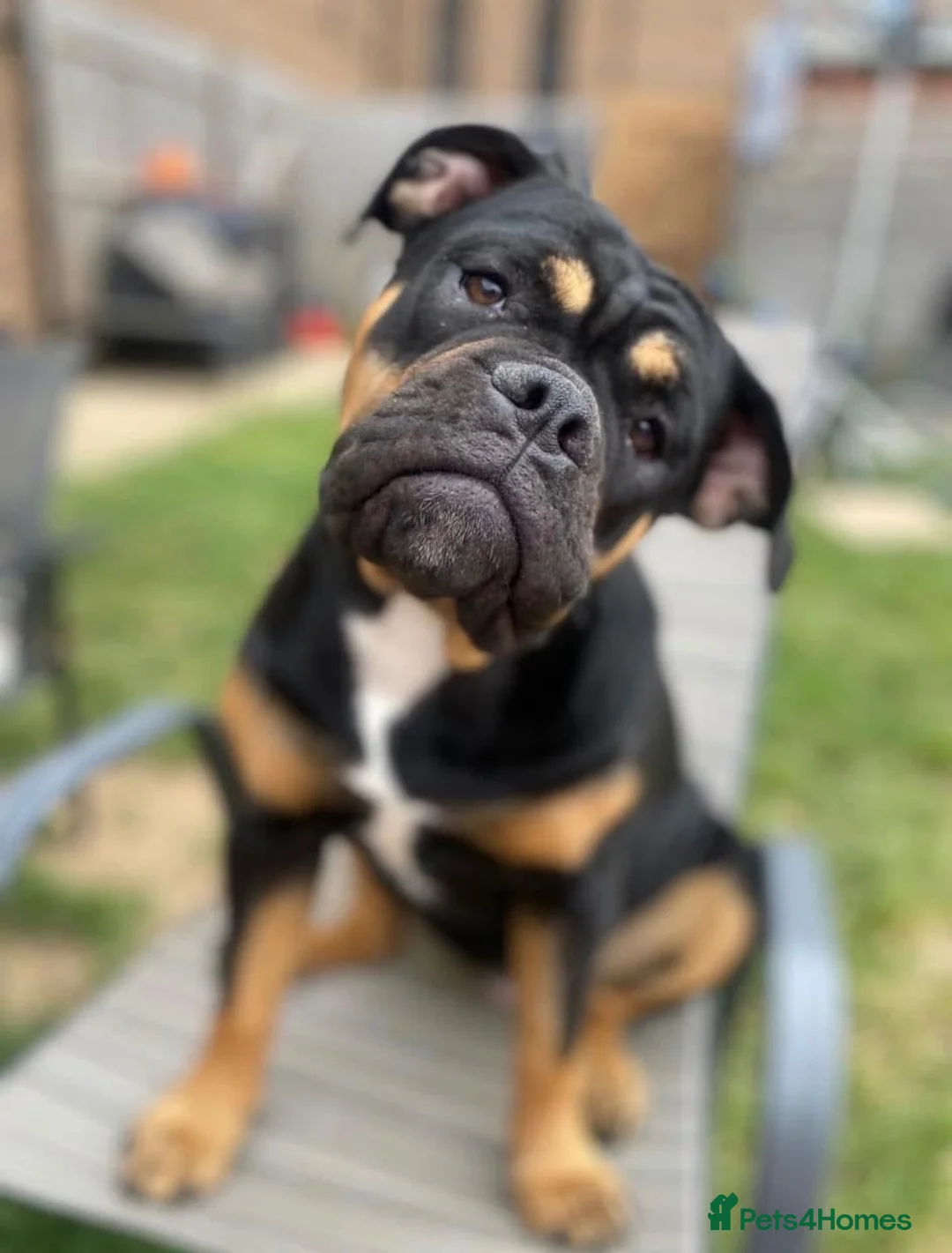 Mixed Breed dogs for sale: Beautiful litter  - Advert 1