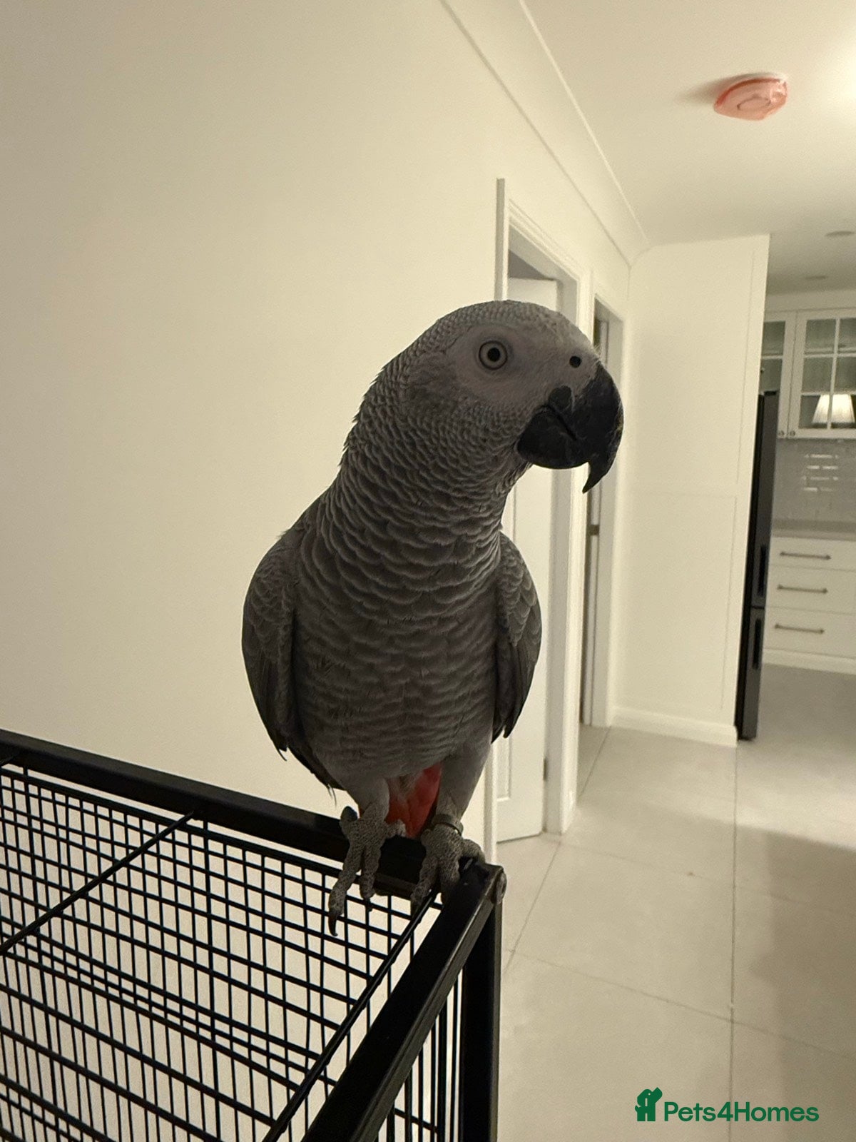 Parrots birds Lovely African Grey Parrots - Advert 1