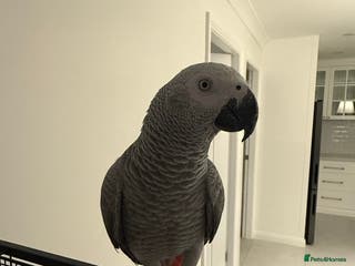 Parrots birds Lovely African Grey Parrots - Advert 1