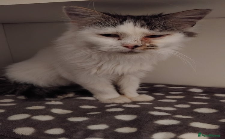 Mixed Breed cats - Advert 14