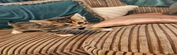 Bengal cats for sale: Begal cross kittens  - Advert 9
