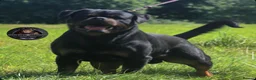 Rottweiler dogs for sale: Outstanding Rottweiler Litter Of 6 Beautiful Boys - Advert 4