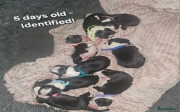 Border Collie dogs for sale: Border Collie Puppies - Image 11