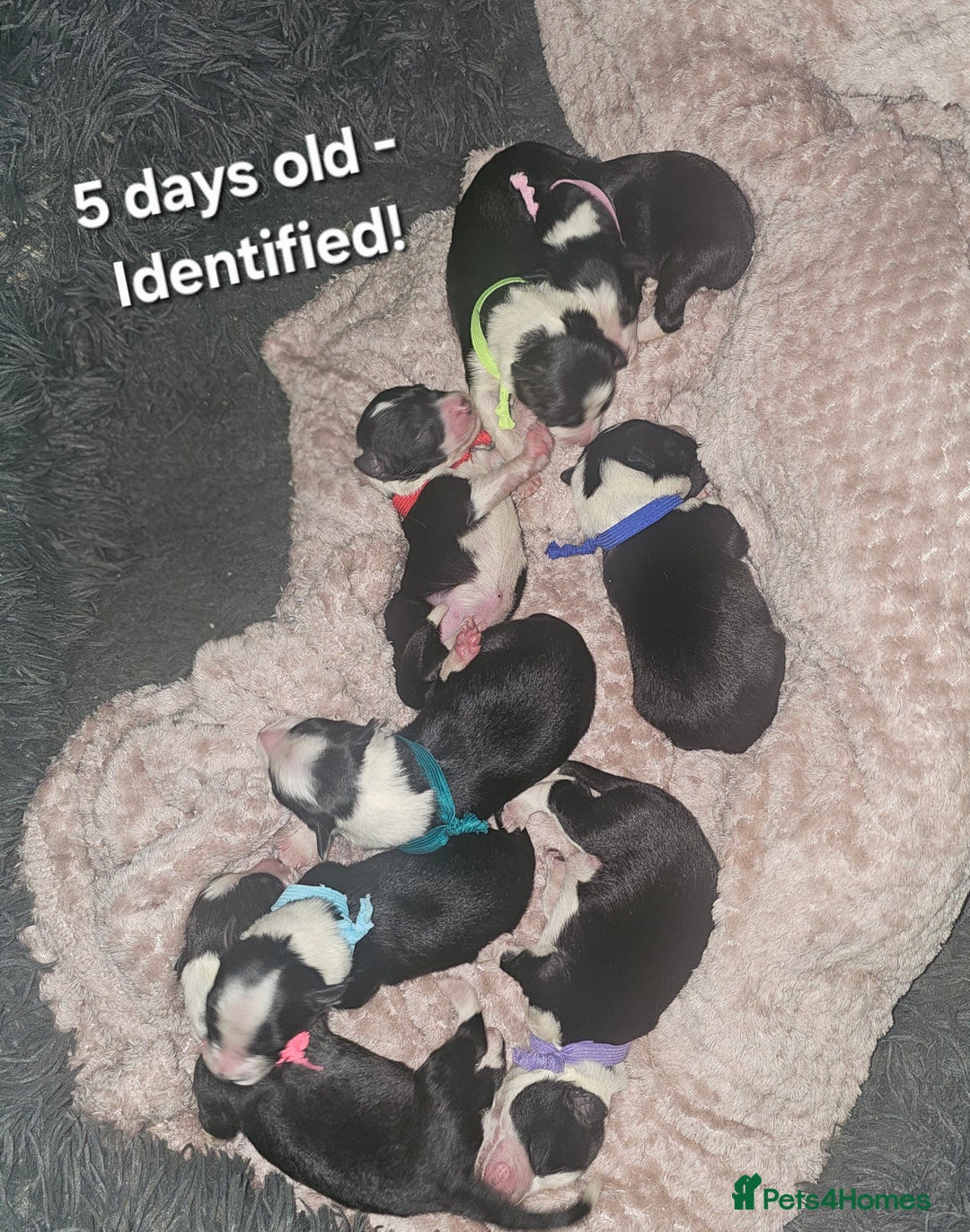 Border Collie dogs for sale: Border Collie Puppies - Image 11