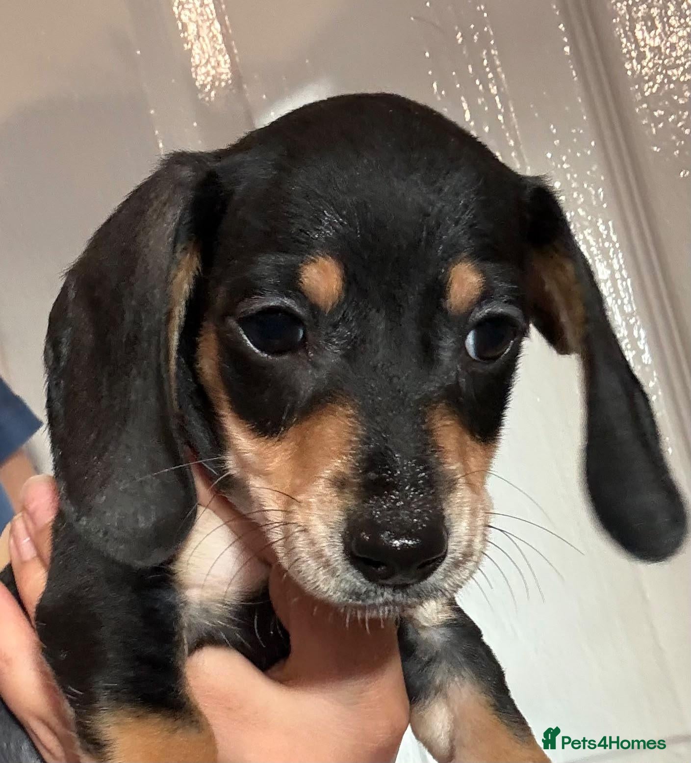 Dachshund dogs Beautiful black and cream puppies available  - Advert 6