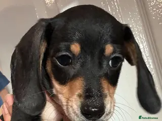 Dachshund dogs Beautiful black and cream puppies available - Advert 8