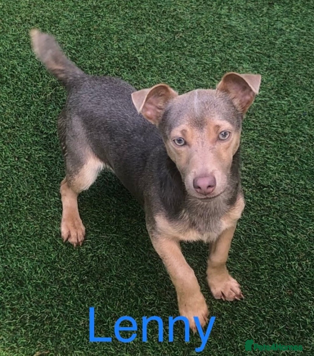 Jack Russell dogs for sale: Much Wenlock Mix Miniature Jack Russell Puppies - Image 3