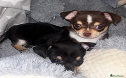 Chihuahua dogs for sale: Gorgeous tiny tri colour chihuahua puppies - Advert 2