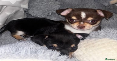 Chihuahua dogs Gorgeous tiny tri colour chihuahua puppies - Advert 1