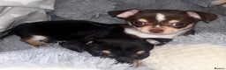Chihuahua dogs for sale: Gorgeous tiny tri colour chihuahua puppies - Advert 2